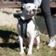 white pitbull dog with front harness