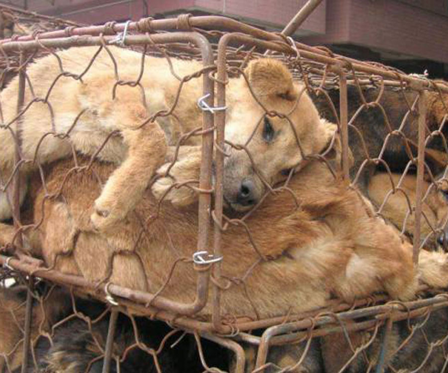 front harness dogs locked in cages